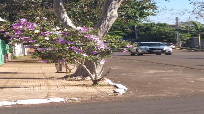 SECRETARIA DA AGRICULTURA REALIZA PLANTIO DE MUDAS
